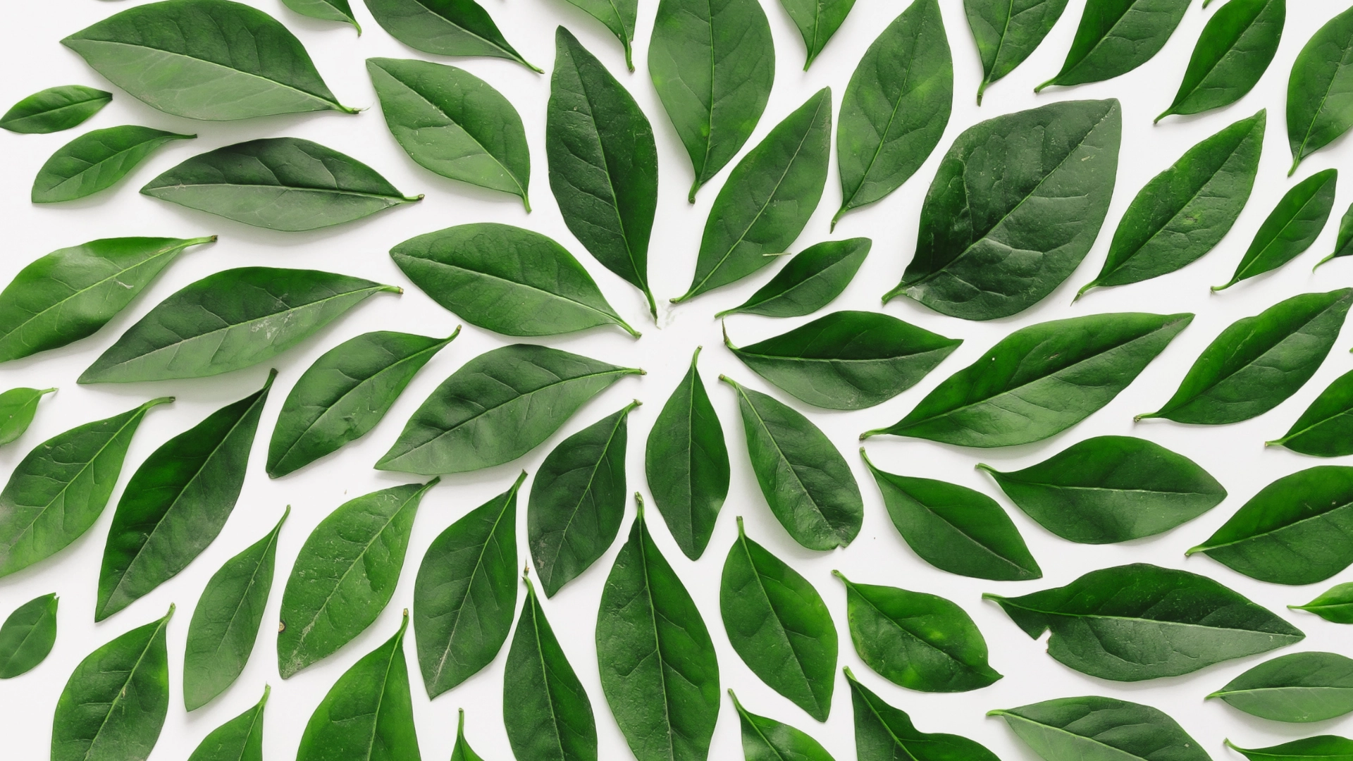 Adult Art Camp: Eco-Printing